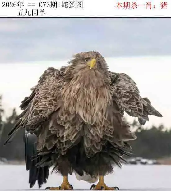 正版蛇蛋图