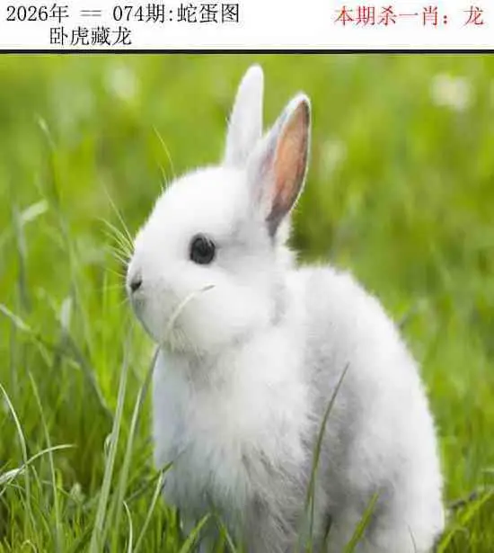 正版蛇蛋图