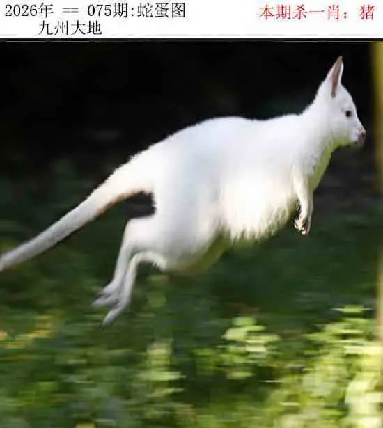 正版蛇蛋图