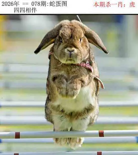 正版蛇蛋图