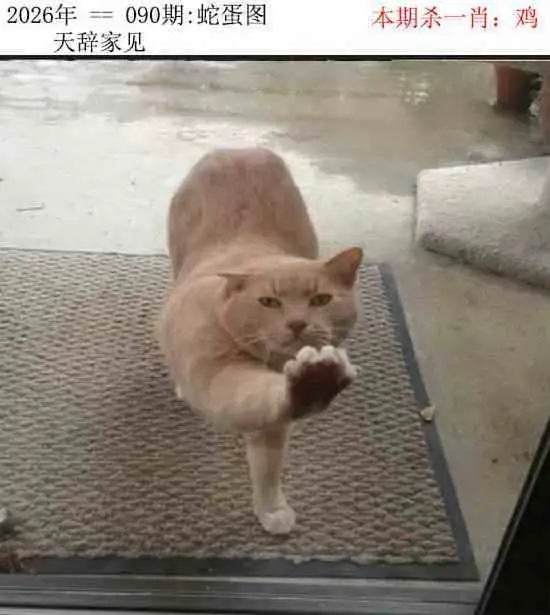 正版蛇蛋图