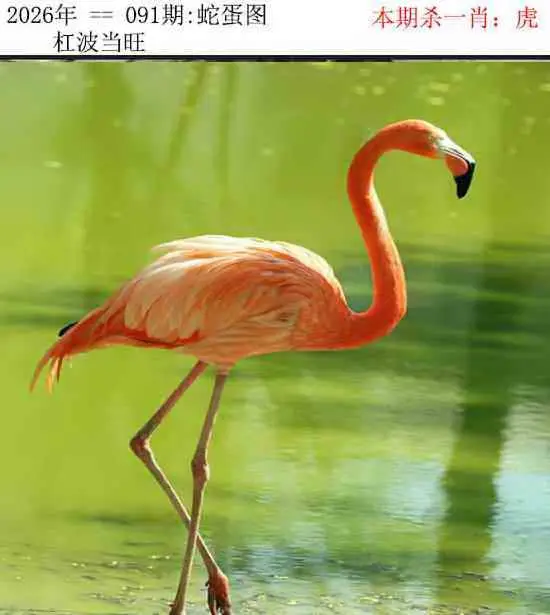 正版蛇蛋图