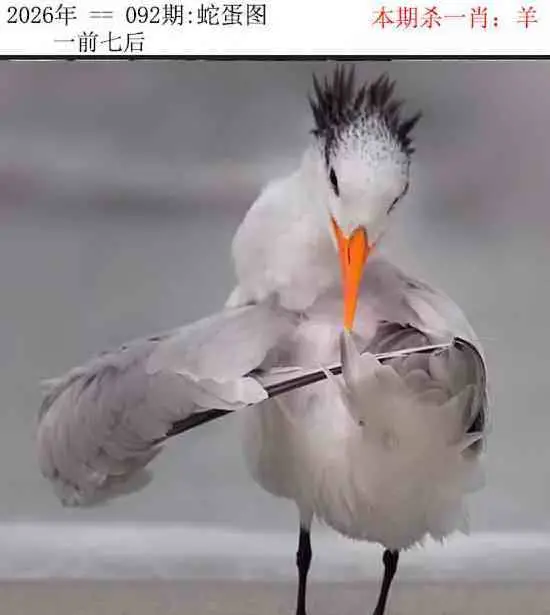 正版蛇蛋图