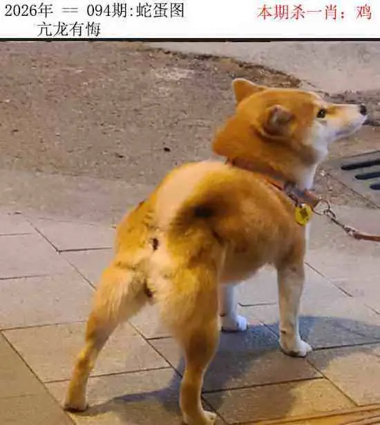 正版蛇蛋图